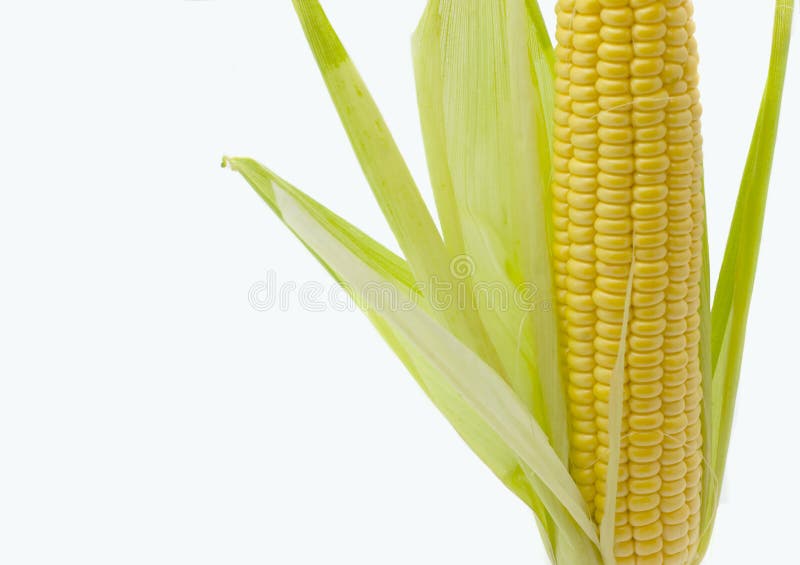 Corn stock images