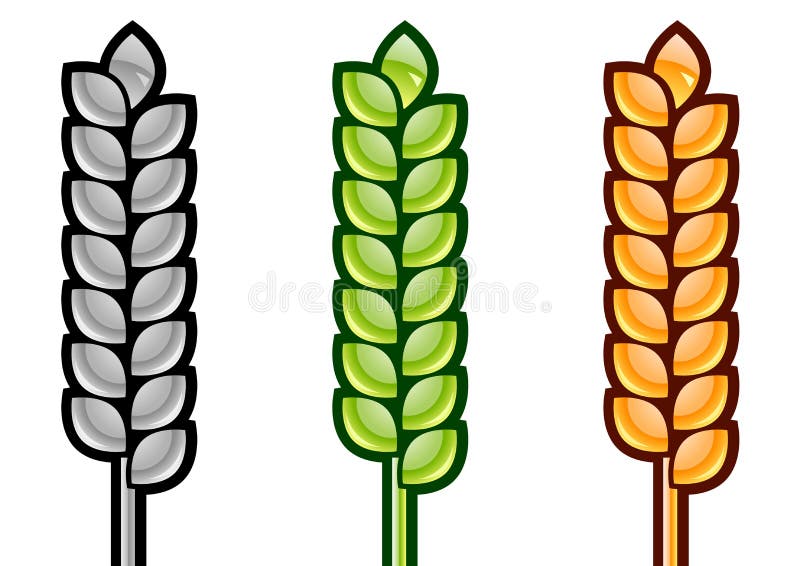 Corn