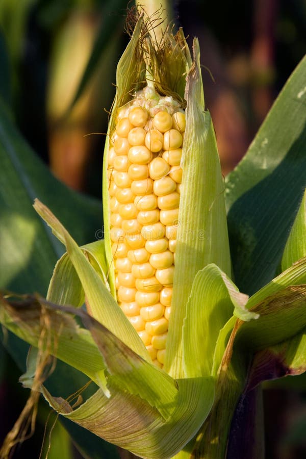 Corn Field stock photo. Image of agronomy, harvest, grow - 33189154