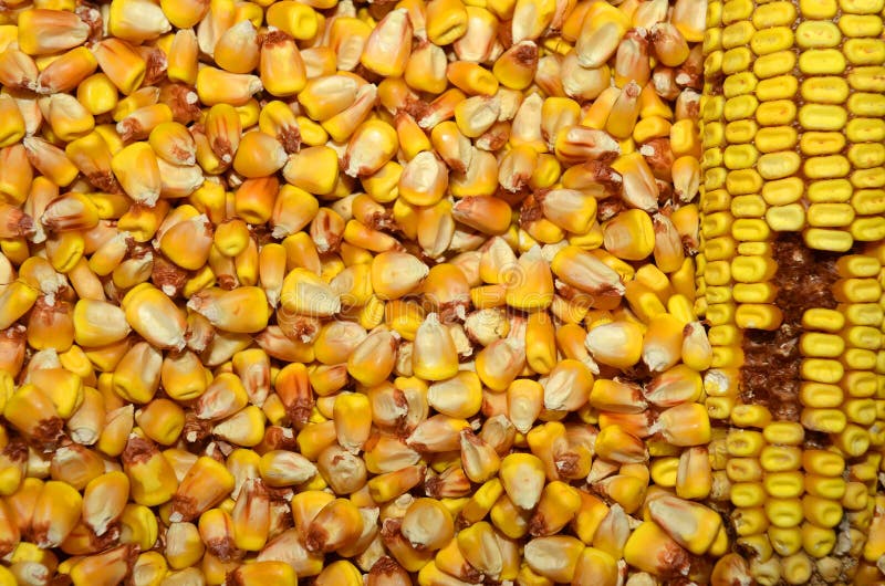 Gold corn grains close up