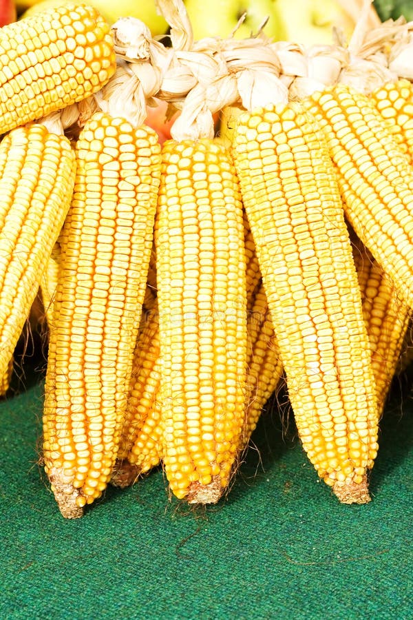 Corn 3