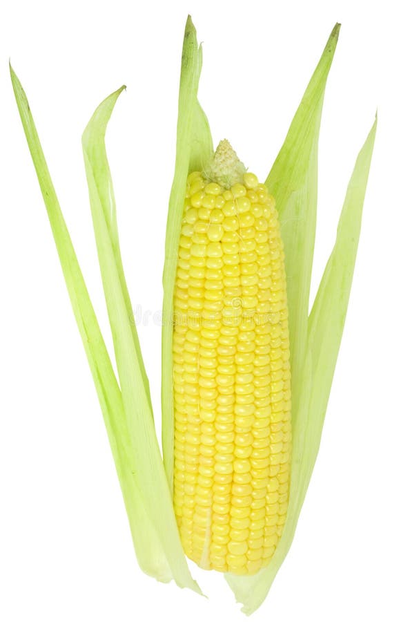 Ears of corn in a bushel. stock photo. Image of colour 15761620