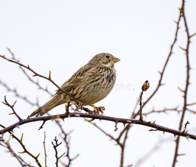 Corn bunting bird stock image. Image of perched, watching 89365445