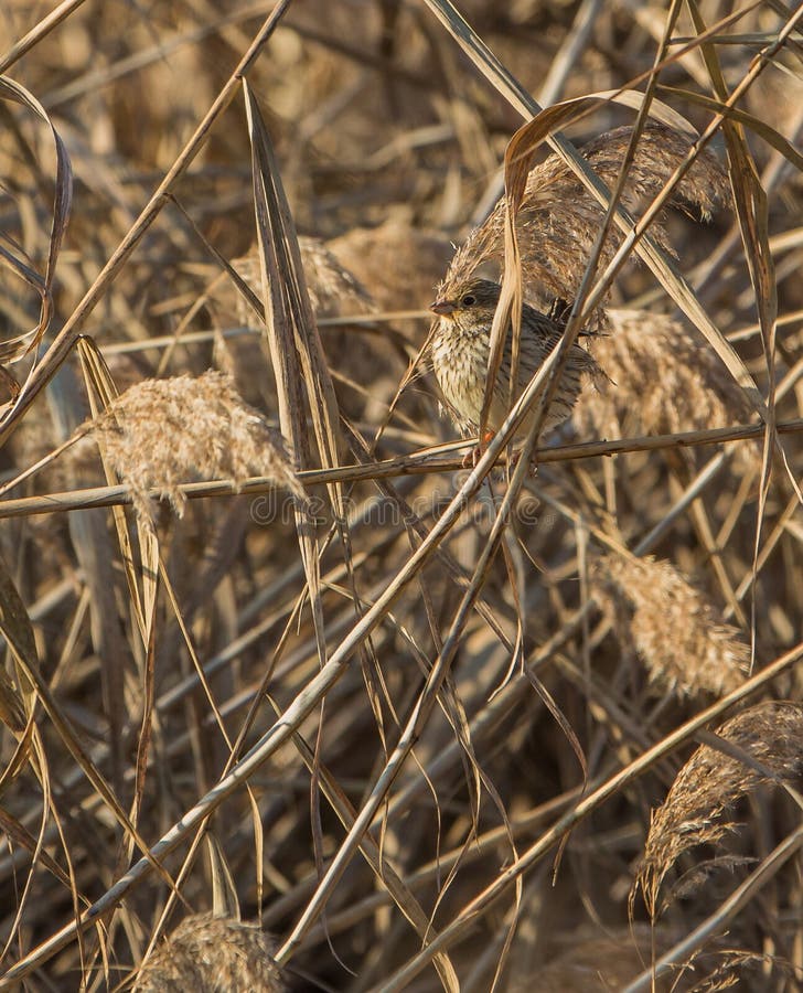 Corn Bunting camouflaged in reed