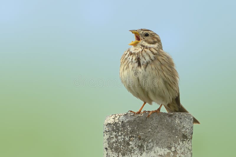 Strnad kukuřičný - Emberiza calandra