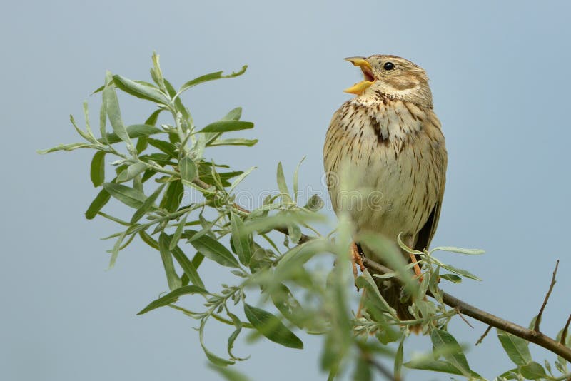 Strnad kukuřičný - Emberiza calandra