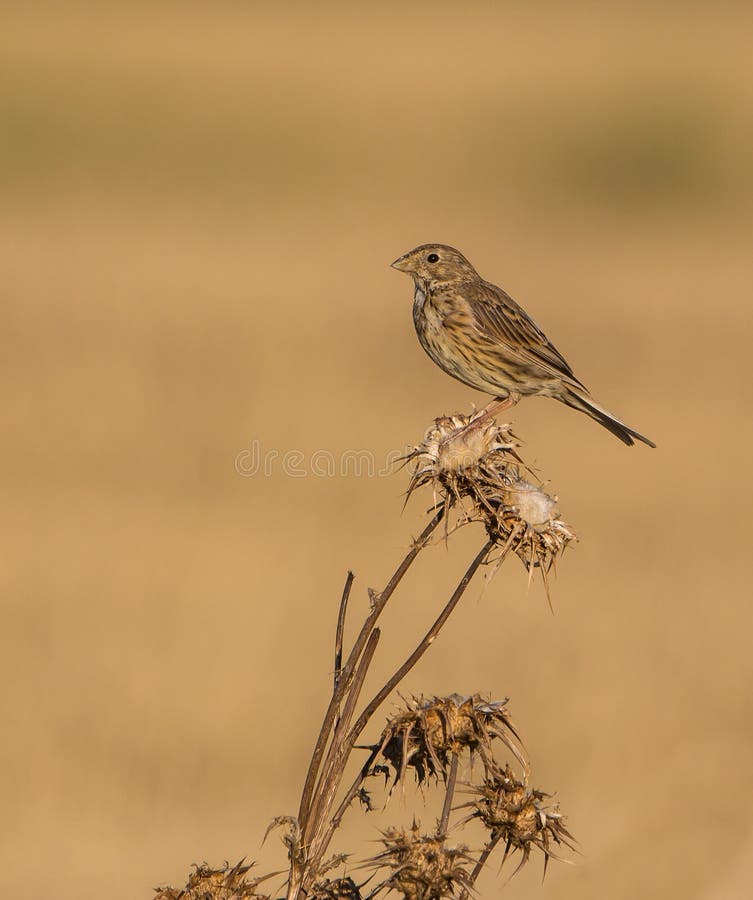 Corn Bunting on Thistle plant royalty free stock photo