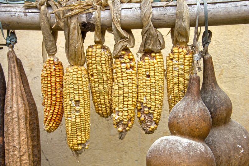 Corn and Calabash Fruit Drying Stock Photo Image of food, african