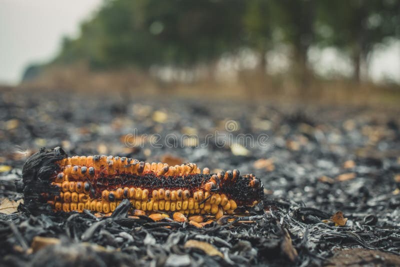 Corn Clip on an Irresponsibly Burnt Field Turned To Ashes. Burnt Corn