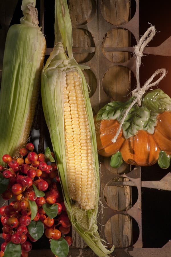 Corn Clips Hanging Upside Down Stock Photo Image of people, corn