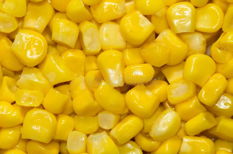 Corn stock photo. Image of bunch, yellow, natural, edible 58080656