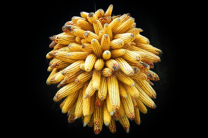 Corn cluster