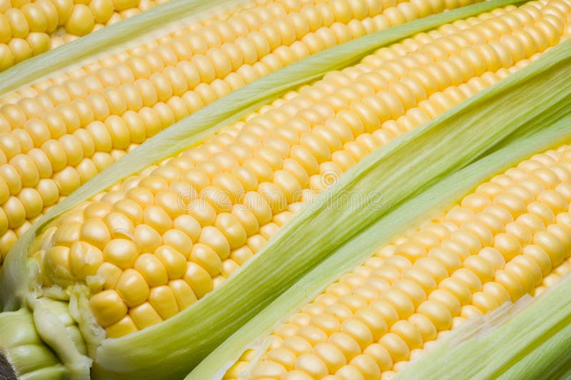 Corn on the cob