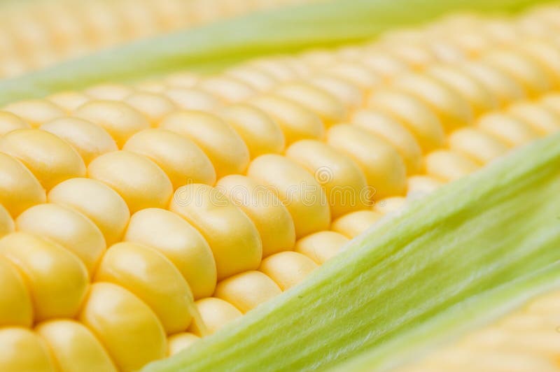 Corn on the cob