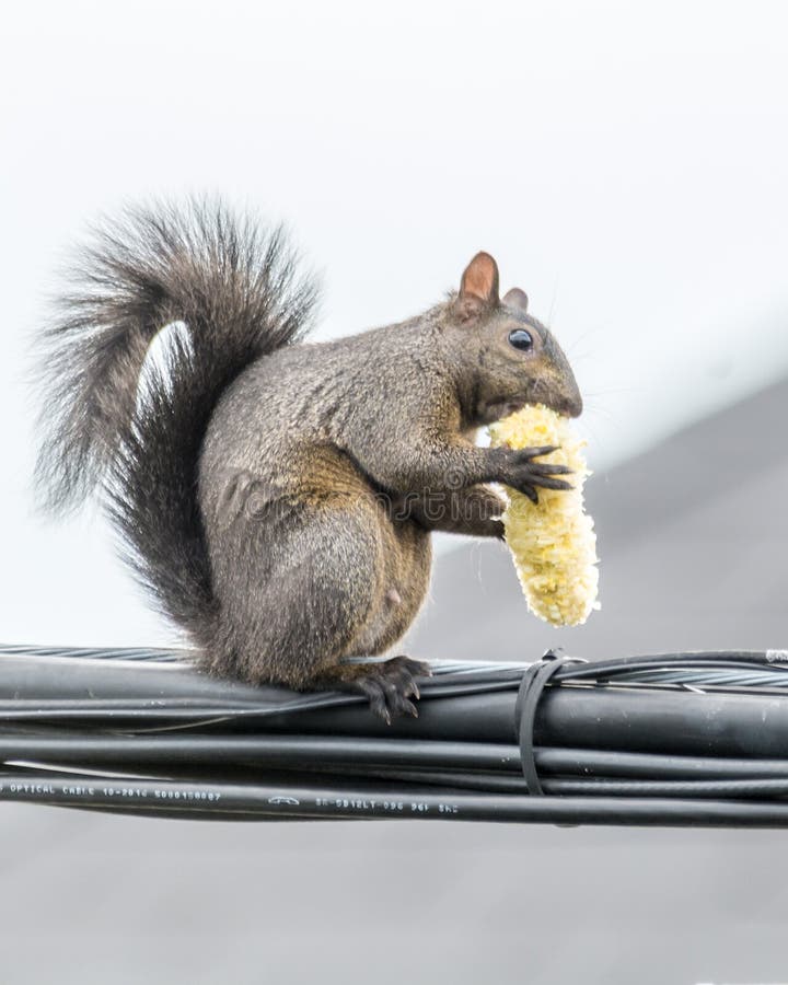 Corn On The Cob On A Squirrel Feeder. Stock Photo Image of feeder