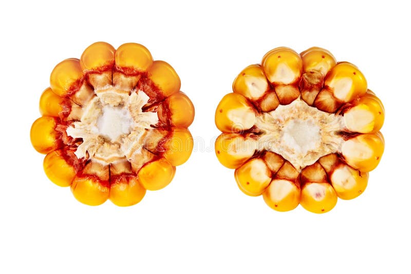 Corn cob cross section.