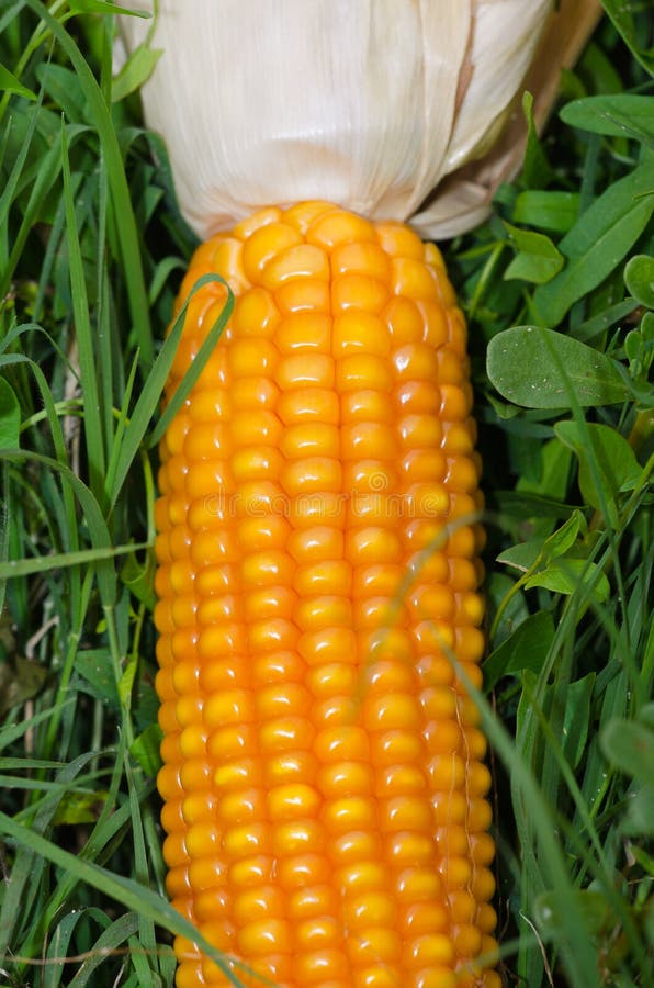 Corn cob stock photo. Image of agriculture, transgenic 31919804