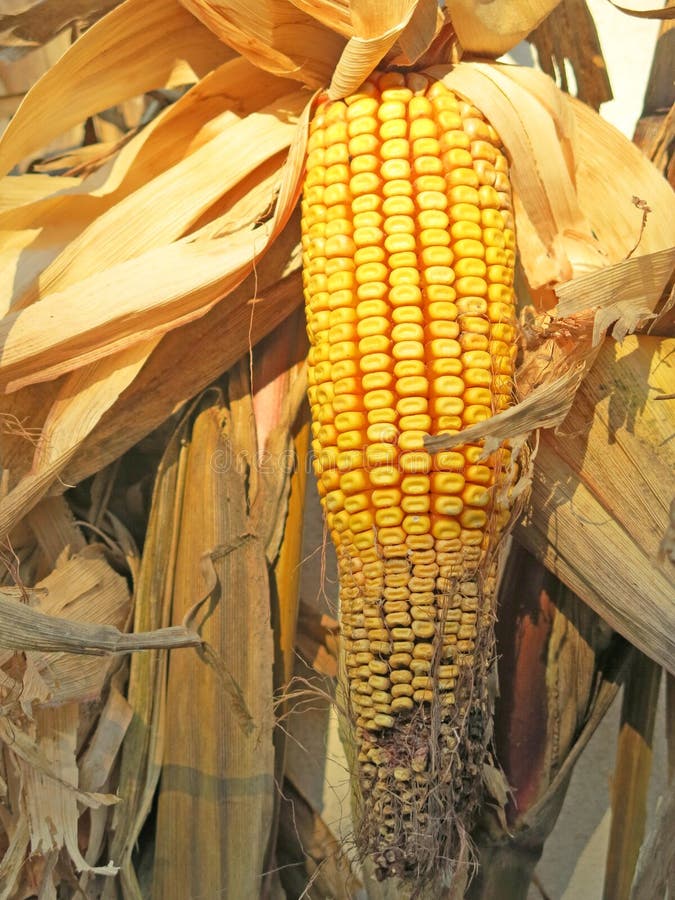 Corn on the Cob Dry with Seeds Yellow Stock Photo Image of yellow