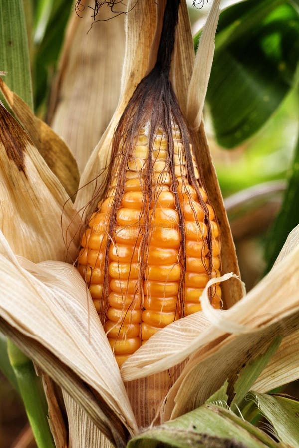 Corn cob stock image. Image of acres, green, popcorn 35219833