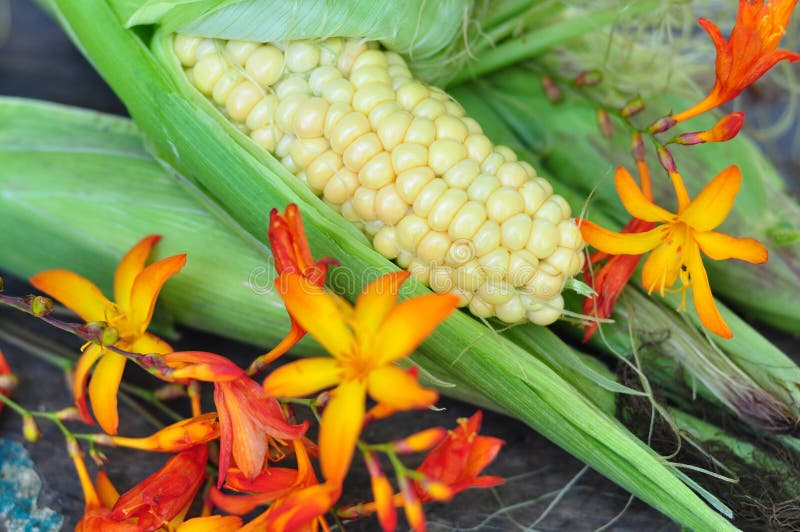 Corncob and flowers stock photo. Image of vegetables 16248100