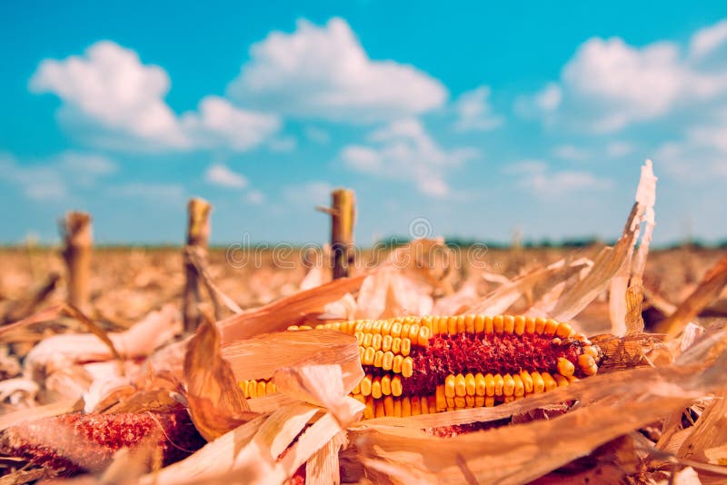 Corn cob on the ground after harvest