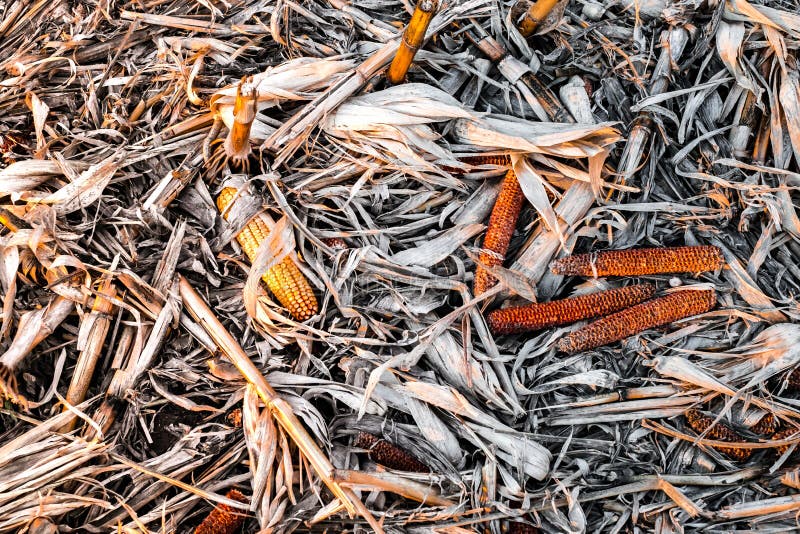 Corn cob on the ground