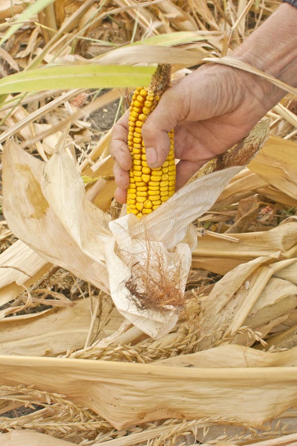 Corn cob in hand stock photo. Image of harvest, nature 26658318
