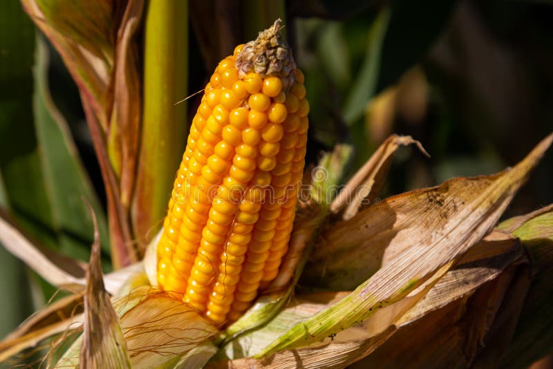 Corn on the Cob before Harvest. Stock Image Image of farm, harvest