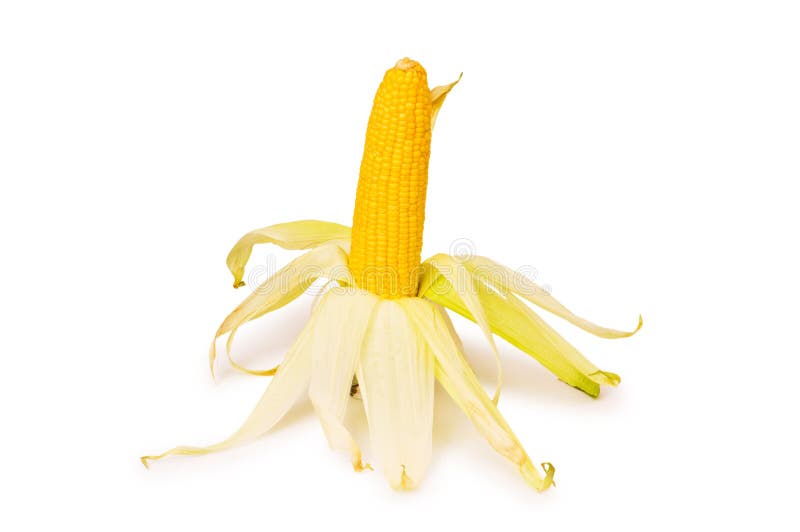 Corn cob isolated