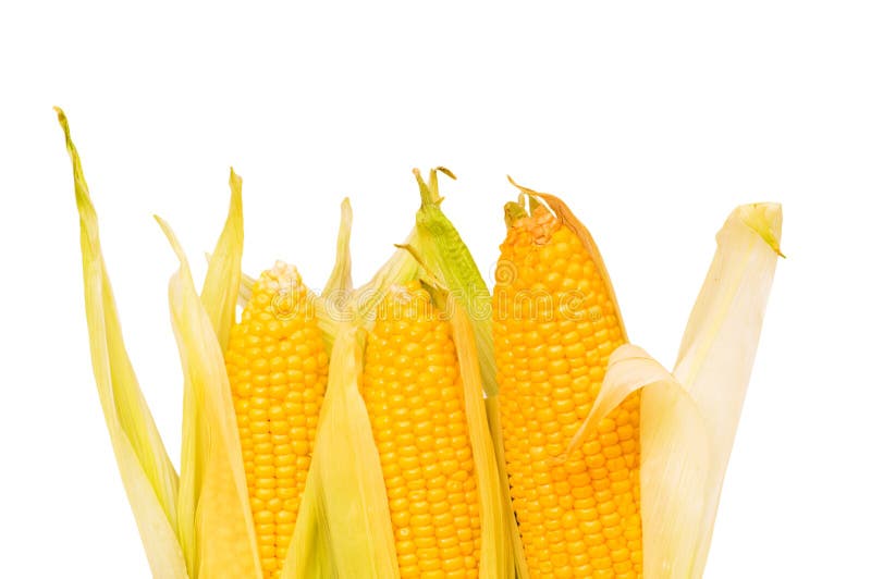 Corn cob isolated