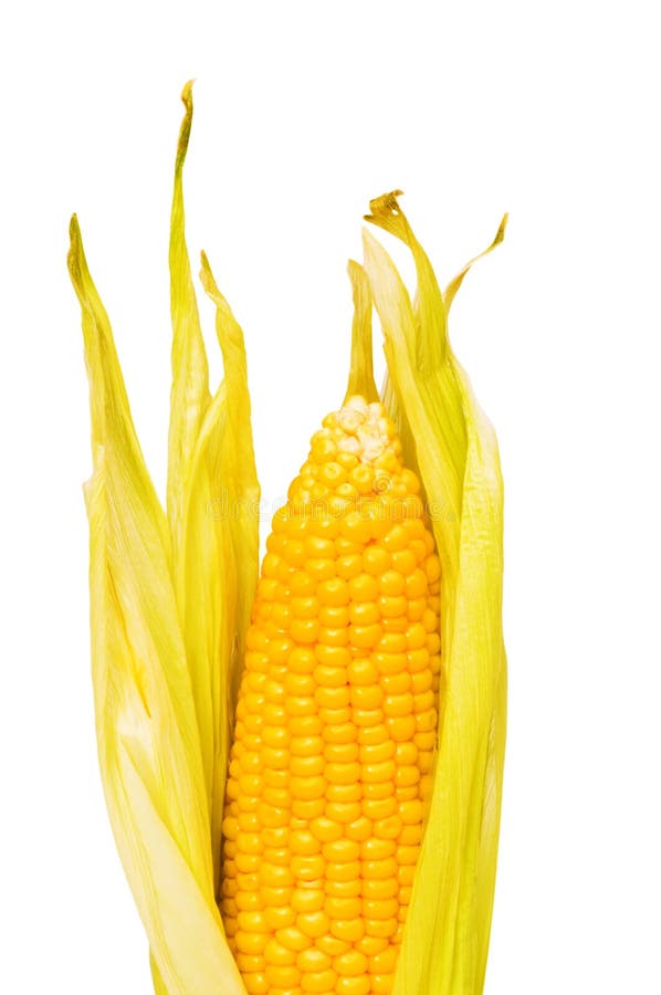 Corn cob isolated