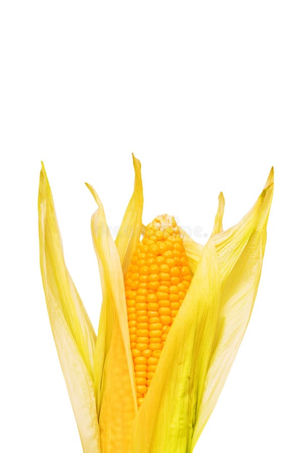 Corn cob isolated