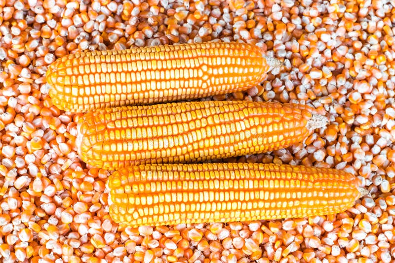 Corn cob and corn seeds stock image. Image of copy, grain 146519511