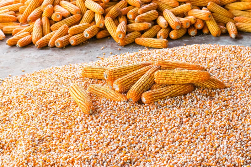 Corn cob and corn seeds stock image. Image of copy, grain 146519511