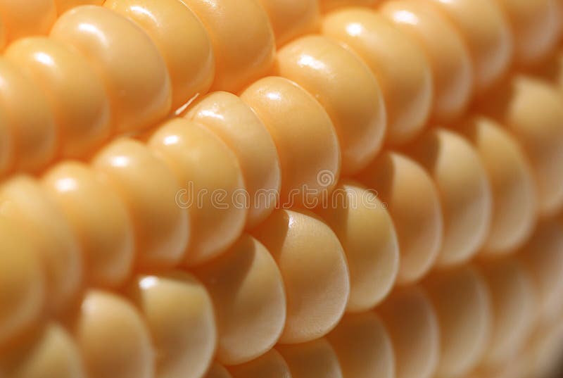 Corn Cob Seeds stock image. Image of leaf, vegetable 49944813