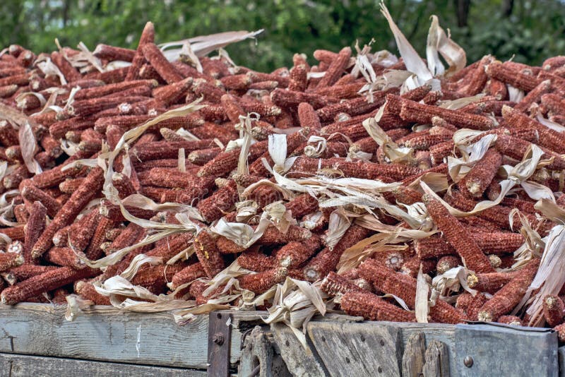 Corn cob waste for heating stock photo. Image of crop 184142156