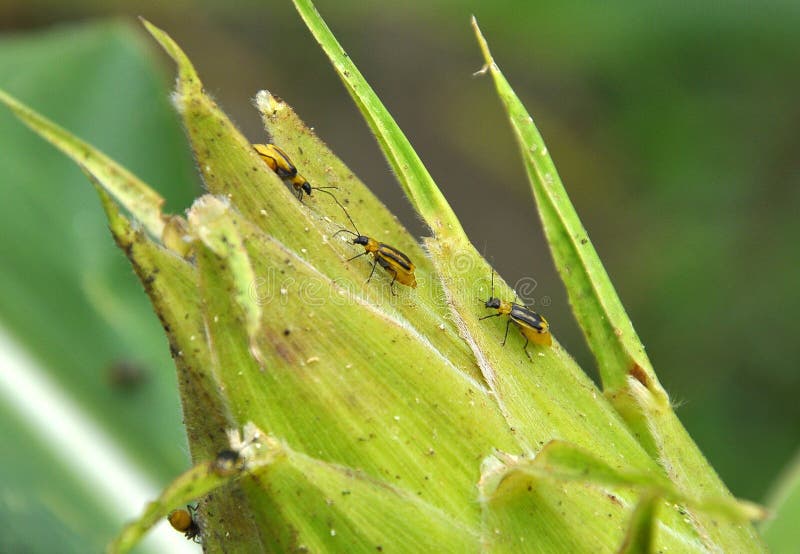 On a corn cob Western corn beetle