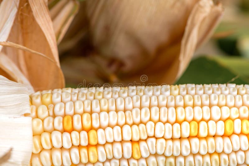 Corn on the Cob with White Kernels Stock Image Image of agriculture, cultivation 166208713