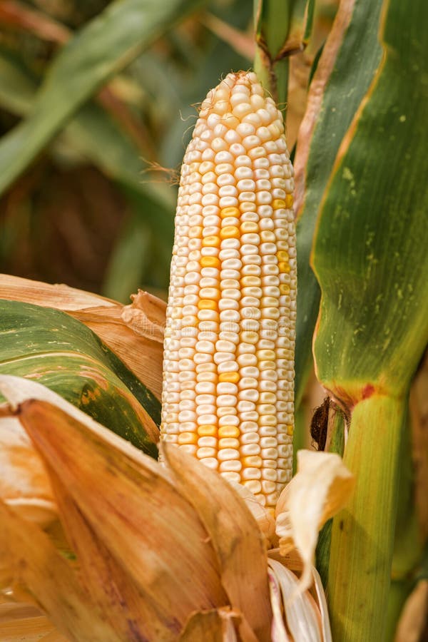 Corn on the Cob with White Kernels Stock Image Image of agriculture, cultivation 166208713