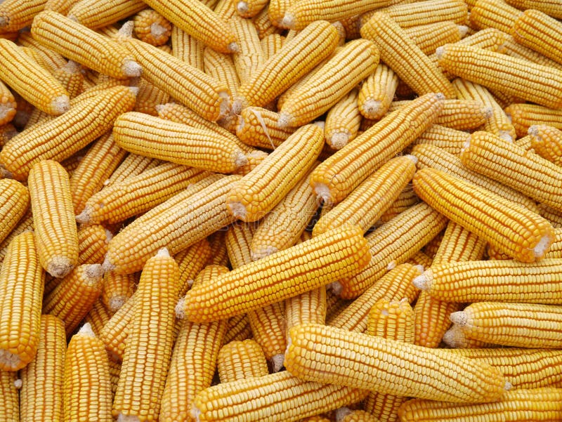 Corn cobs stock photo. Image of array, harvest, form 23523680