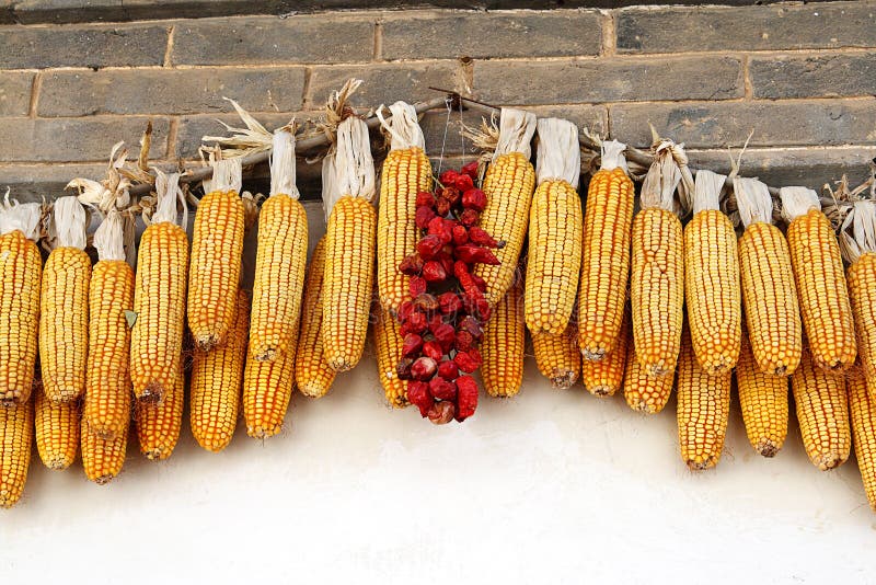 Corn Cobs and Chillies, China Stock Photo Image of corn, travel 28675668