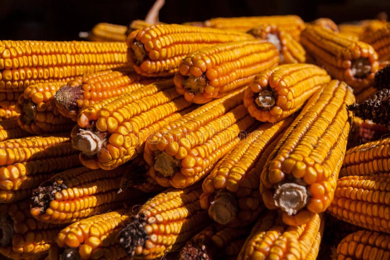 Corn cobs on ground stock photo. Image of agri, orange - 45934842