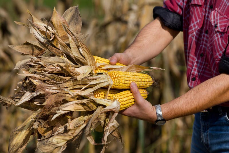 Corn cobs in farmer`s hand stock image. Image of agriculture 101269367