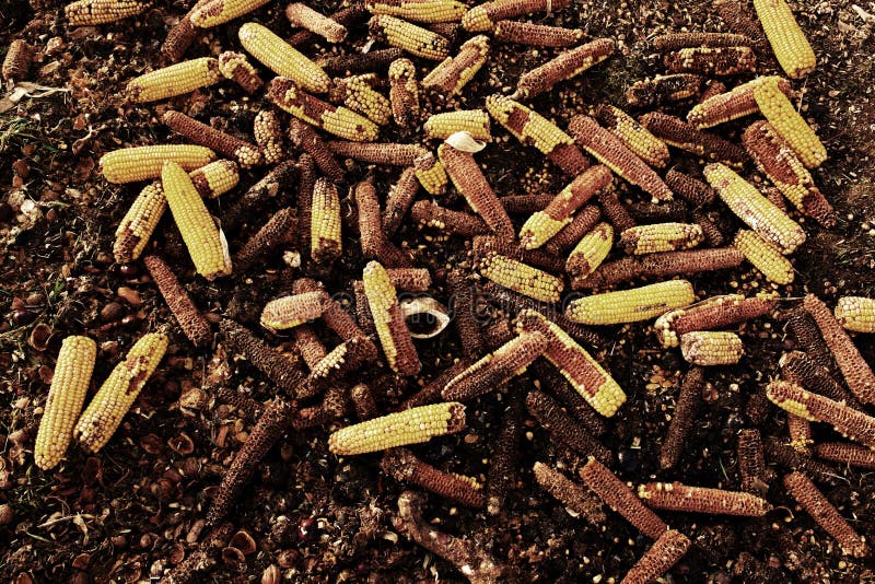 Corn Cobs Milled As Animal Feed. Waste from the End of Corn Shelling
