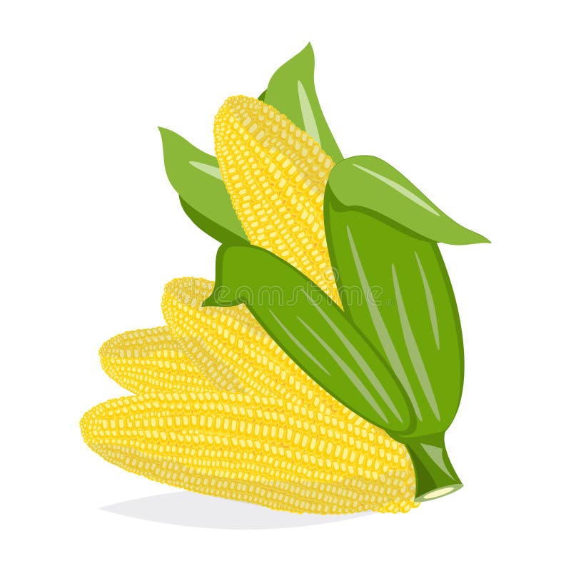 Corn cobs on white background. Vector set.