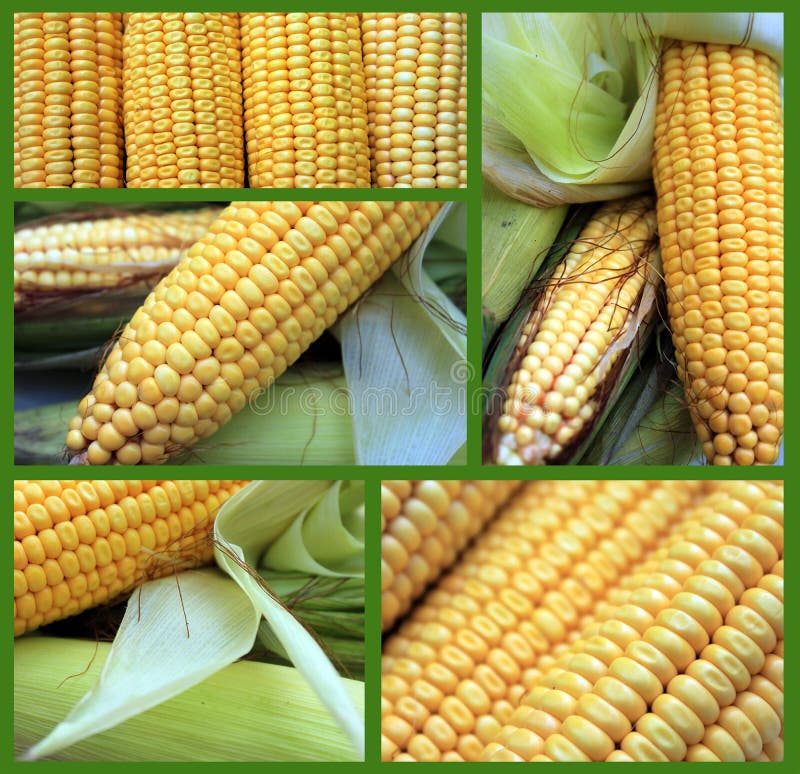 Corn collage