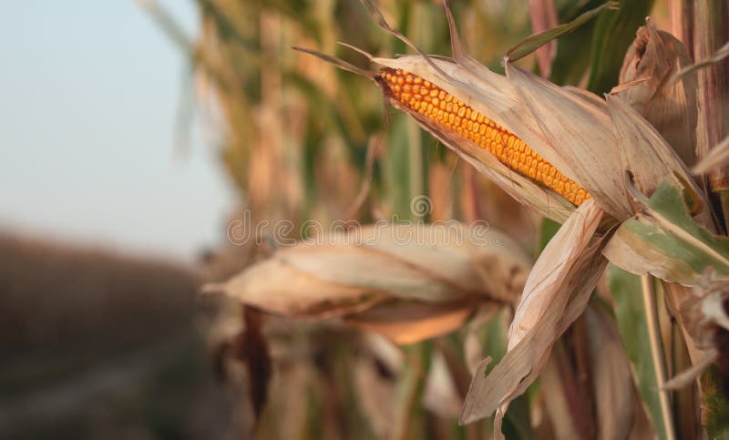 Corn on a cornfield in the evening royalty free stock photos