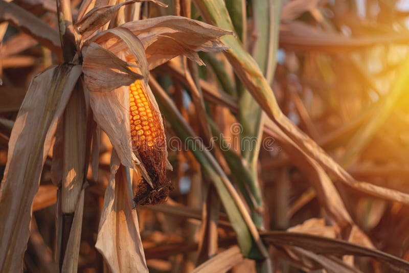 Corn on a cornfield in the evening stock image