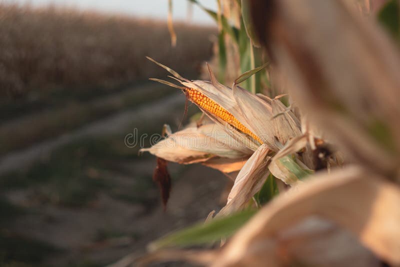 Corn on a cornfield in the evening stock photo