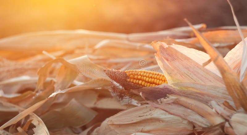 Corn on a cornfield in the evening royalty free stock images